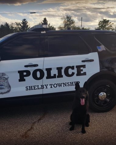 K9 Morpheus was one of two Shelby Township police dogs that searched school property
Dec. 6. A total of nine dogs inspected the school.
