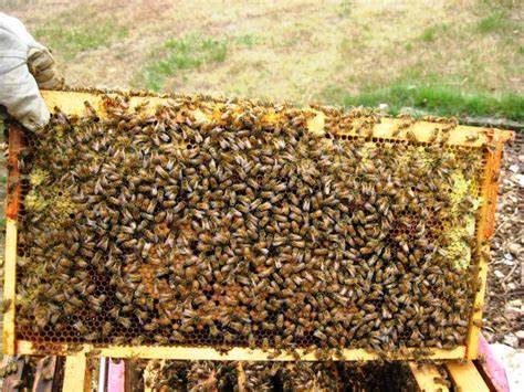 Beekeeping 101