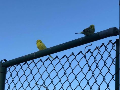 Two birds were spotted on the back fence of the schools athletic fields.