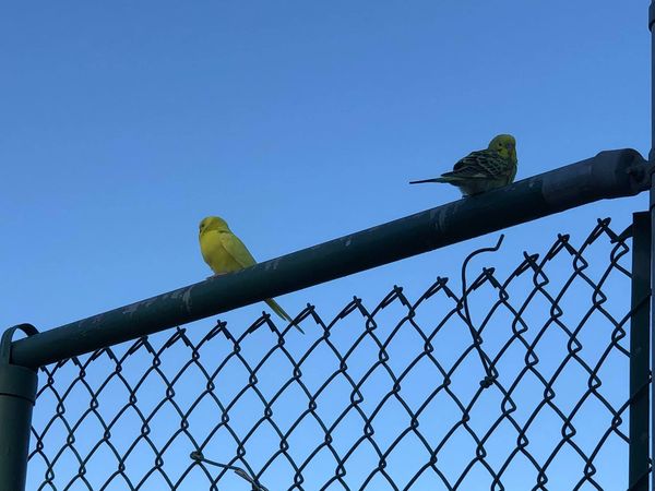 Two birds were spotted on the back fence of the school's athletic fields.