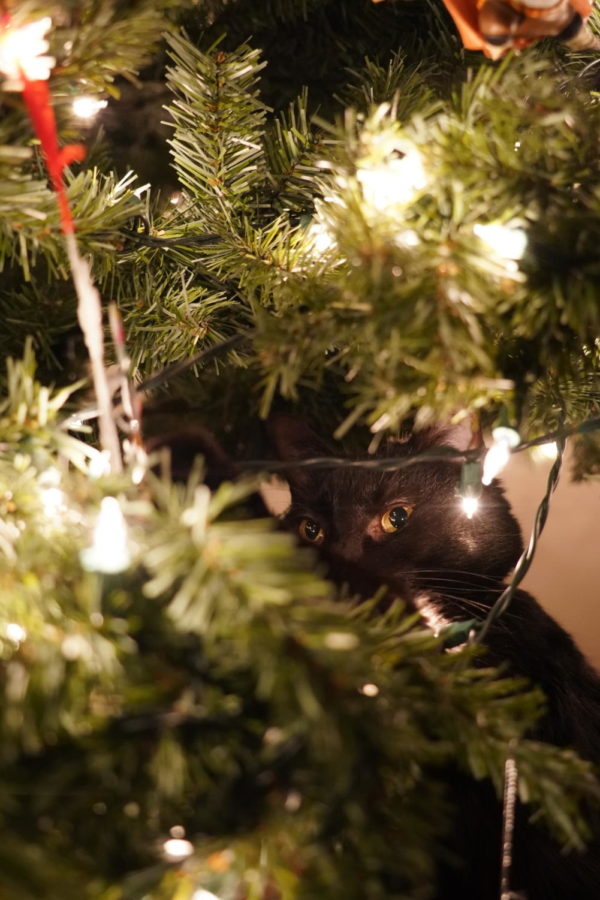 Junior Natalie Garwoods cat, Pudge, hides in her Christmas tree all year long. The tree has been up since Garwood moved into her house four years ago.