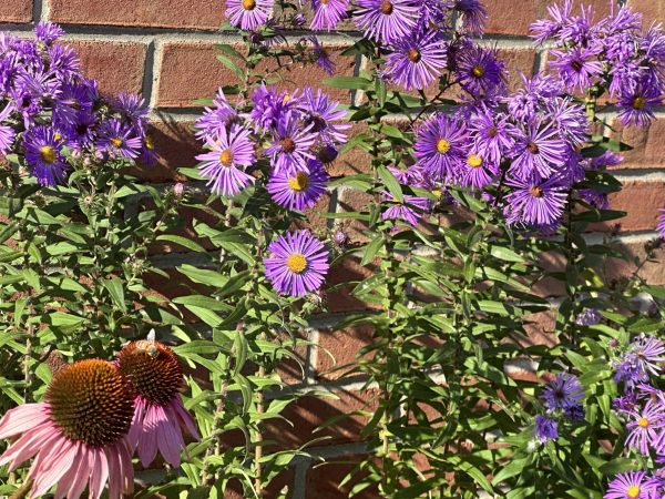 In one of the gardens planted by the staff, a bee sits on an Aster flower..