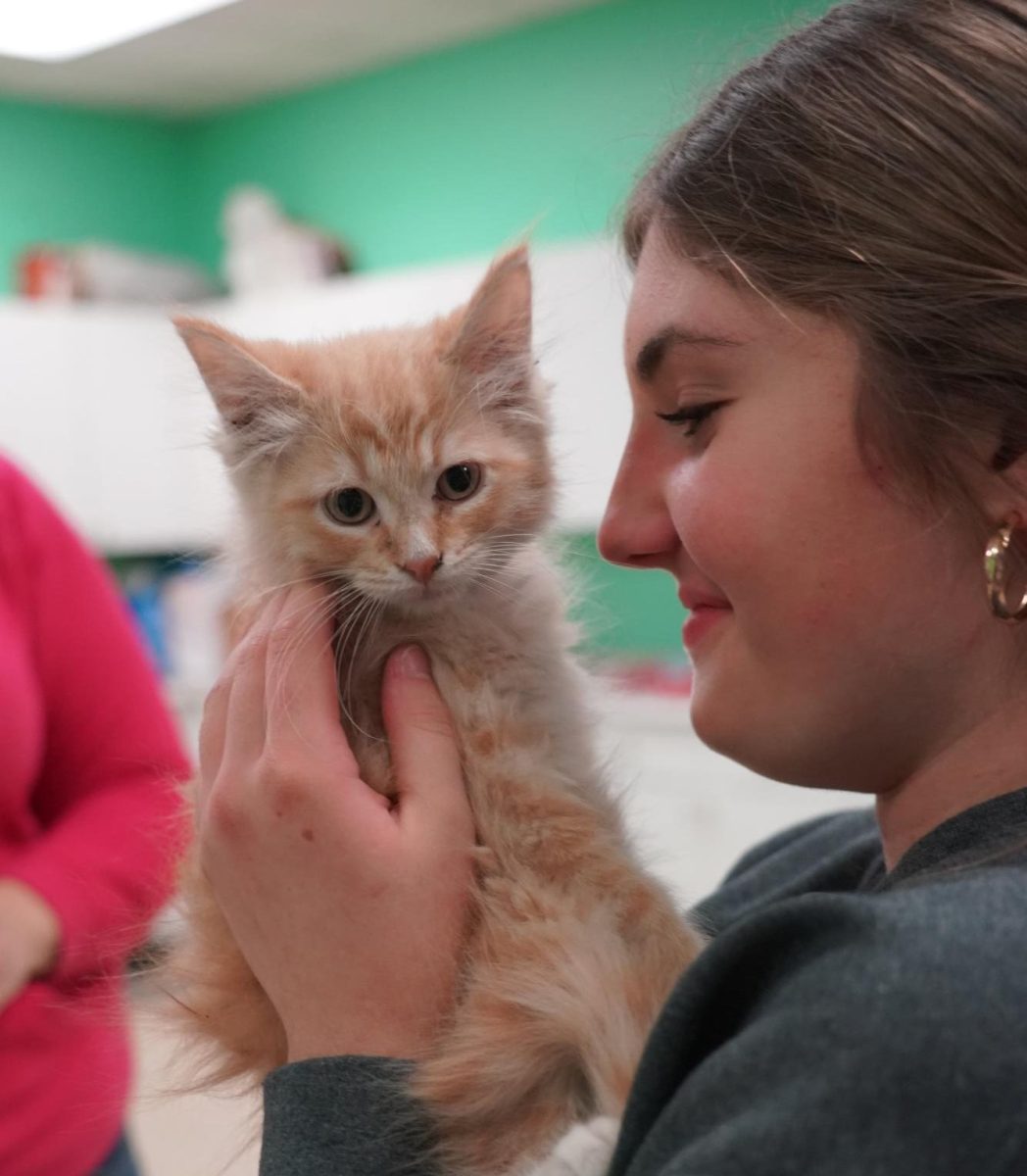 Snuggling an orange kitten, sophomore Madelyn McBride witnesses first-hand the animals that they are helping. “We learned about what the animals went through before they got to the shelter, and we also got to see the horses and kittens,” McBride said. “The kittens were my favorite, because they were so cute and soft.” This was McBride’s first visit to the Humane Society of Macomb. photo by natalie garwood